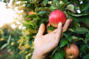 Lee más sobre el artículo ¿Conoces los beneficios de la manzana?